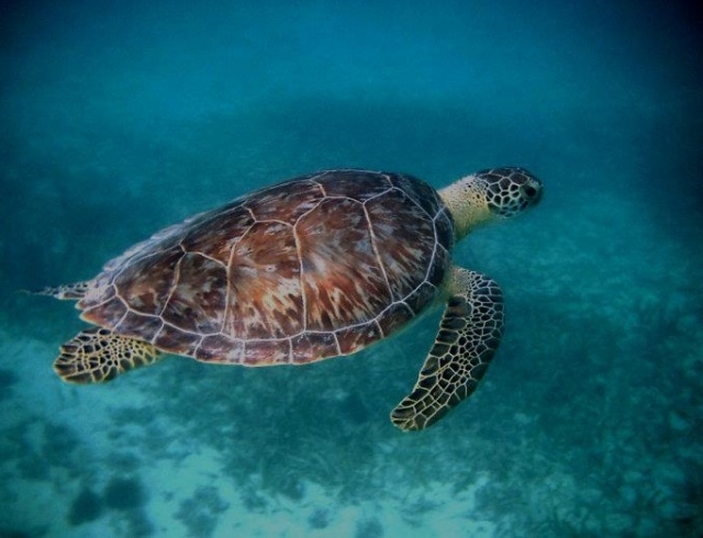  海龟 
